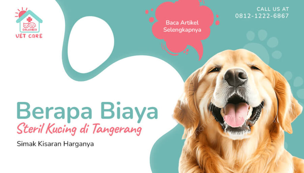 Berapa Biaya Steril Kucing di Tangerang Simak Kisaran Harganya(1)