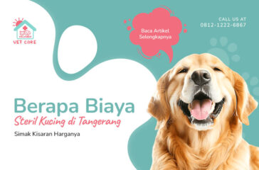 Berapa Biaya Steril Kucing di Tangerang Simak Kisaran Harganya(1)