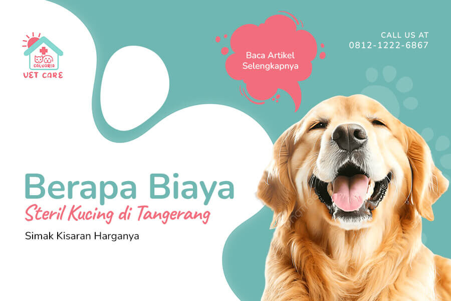 Berapa Biaya Steril Kucing di Tangerang Simak Kisaran Harganya(1)